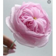 Бумага вафельная А4 ГЛЯНЦЕВАЯ food ink (тонкая 0,3 мм) 1 лист.